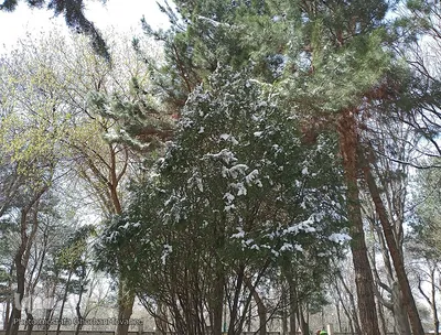 زمستان در بهار شهرستان اهر