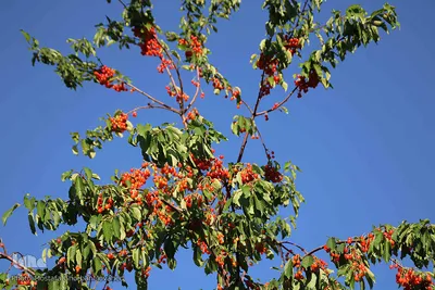 فصل برداشت گیلاس خوش طعم روستای افیل شهرستان اهر