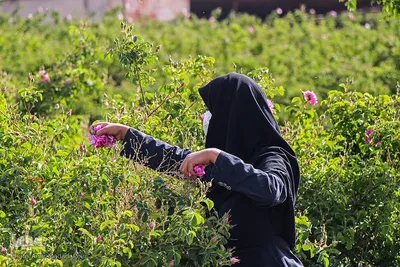 اینجا عطر گل محمدی صرف نیات خیر می‌شود