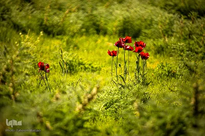 دشت شقایق‌های «رینه»