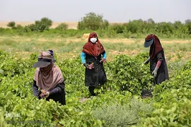 برداشت انگور از باغات استان قم