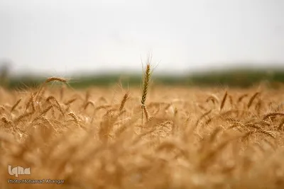 برداشت گندم در خوزستان
