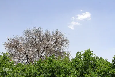 سرمازدگی بخشی از درختان میوه در باغ شهر شاهدیه یزد
