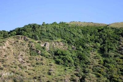 فصل برداشت گیلاس خوش طعم روستای افیل شهرستان اهر