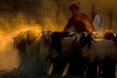 A shepherd with a flock of a sheep in Iraq's southern city of Basra on the eve of Eid Al Adha. AFP

