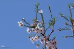 رویش شکوفه‌های زمستانی در شیراز