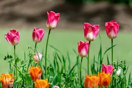 جشنواره لاله‎های آسارا‎