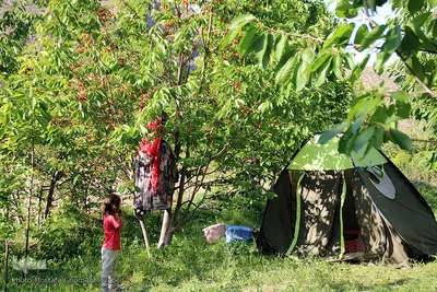فصل برداشت گیلاس خوش طعم روستای افیل شهرستان اهر