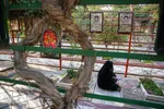 گلباران قبور شهدا‎