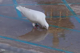 ششم ذی‌القعده، بزرگداشت حضرت شاهچراغ(ع)‎‎