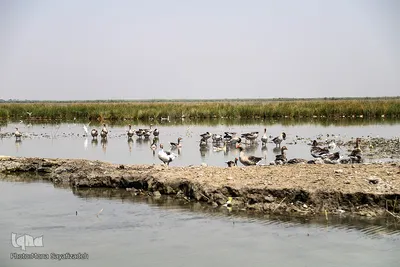 تالاب شادگان