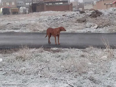 بارش برف زمستانی در اهر