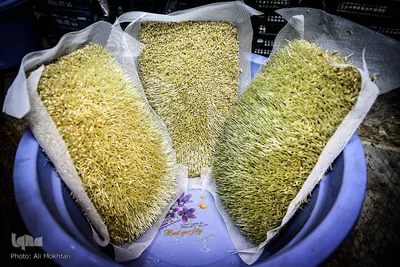 پس از 4 روز گندم ها جوانه زده و عطر بسیار خوش بویی از آن به مشام می رسد در این مرحله آنها را برای چرخ کردن و آماده می کنند.
