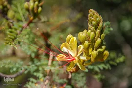 باغ ارم شیراز؛ رویایی از بهشت