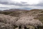 سامان شهر شکوفه‎های بهاری