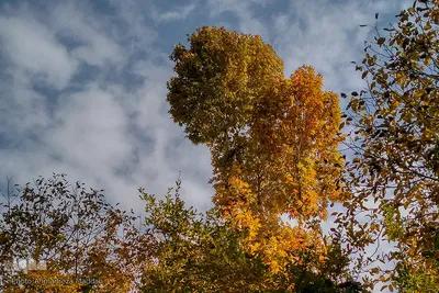 پاییز در باغ‌های بلوار شهید چمران شیراز‎‎