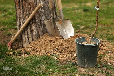 کاشت درخت توسط هنرمندان در فرهنگسرای نیاوران