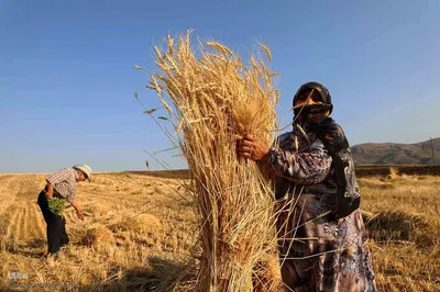 برداشت نخستین محصول گندم و نخود از پایگاه نوآوری طرح جهش تولید در دیمزار های اهر