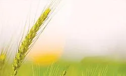 ইমাম বাকির(আ.) এর দৃষ্টিতে আবির্ভাবের সামাজিক ও রাজনৈতিক নিদর্শন