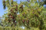 برداشت عناب در خراسان‌جنوبی