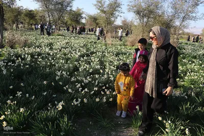 برگزاری هشتمین جشنواره گل نرگس کازرون فارس
