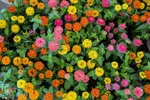 نمایشگاه گل و گیاه - محلات/عکس:محمد رجبی