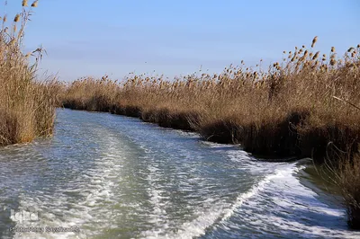 تالاب شادگان