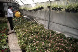 بازار گل شهید محلاتی در روز ملی گل