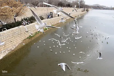 مرغان کاکایی‌؛ مهمانان زمستانی شیراز