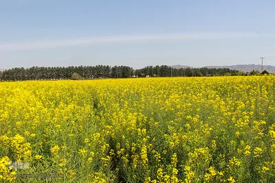 دشت کلزا، نقاشی زیبای طبیعت