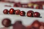 برداشت عناب در خراسان‌جنوبی