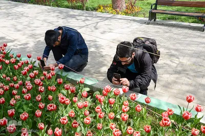 گلستان تبریز