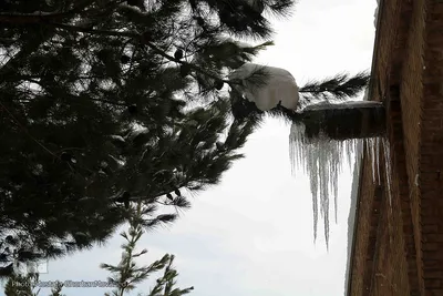بهار 1401 با طعم برف و سرما در اهر