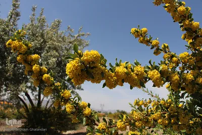 دانه‌های طلایی زرشک در کویر خراسان‌‌جنوبی