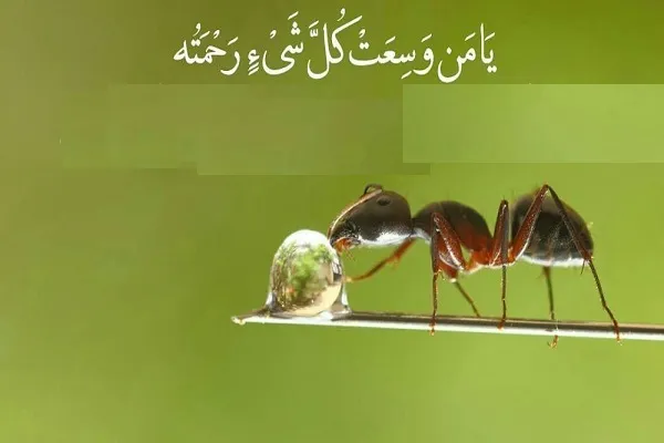 په نمل سورې کې له حیواناتو سره د سلیمان پیغمبر خبرې اترې