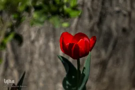 شکوفه های بهاری