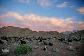 کوچ عشایر در فارس‎