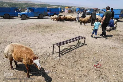 خرید دام زنده به مناسبت عید سعید قربان در اهر