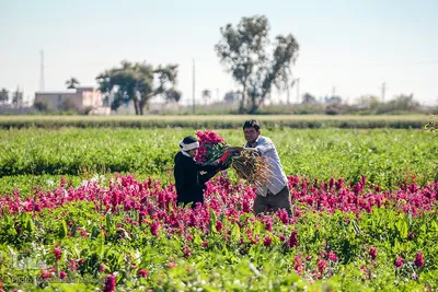 بهار در حمیدیه