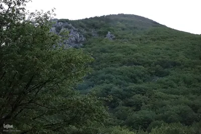 طبیعت تیر ماهی جنگل‌های ارسباران