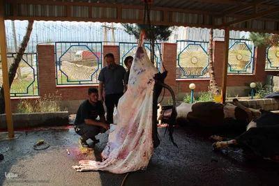  ذبح و توزیع گوشت ۵۰ رأس دام به مناسبت عید سعید قربان بین نیازمندان شهرستان اهر 
