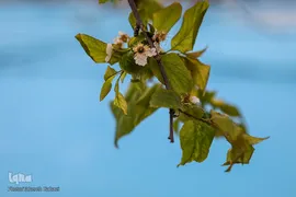 شکوفه های بهاری