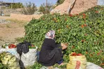 برداشت سنتی فلفل روستاهای بخش بیارجمند شاهرود‎‎