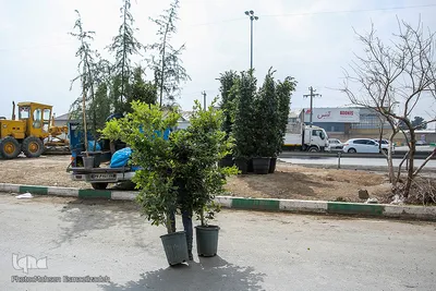 بازار نهال مشهد در آستانه فصل بهار
