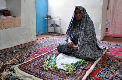 فصل برداشت در نرگس‌زارهای خوسف