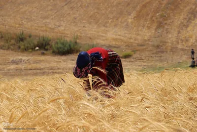 برداشت محصول گندم از مزارع شهرستان اهر