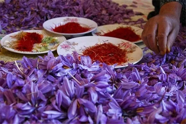 مؤسسه‌ای قرآنی با بوی گل‌های زعفران
