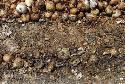 مرگ تدریجی پیازهای رها شده هرمز در روستای چراغ آباد بخش هشتبندی از توابع شهرستان«میناب» استان هرمزگان