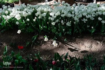 جشنواره لاله‌های آسارا‎‎
