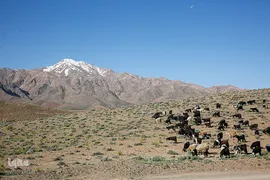 کوچ عشایر در فارس‎